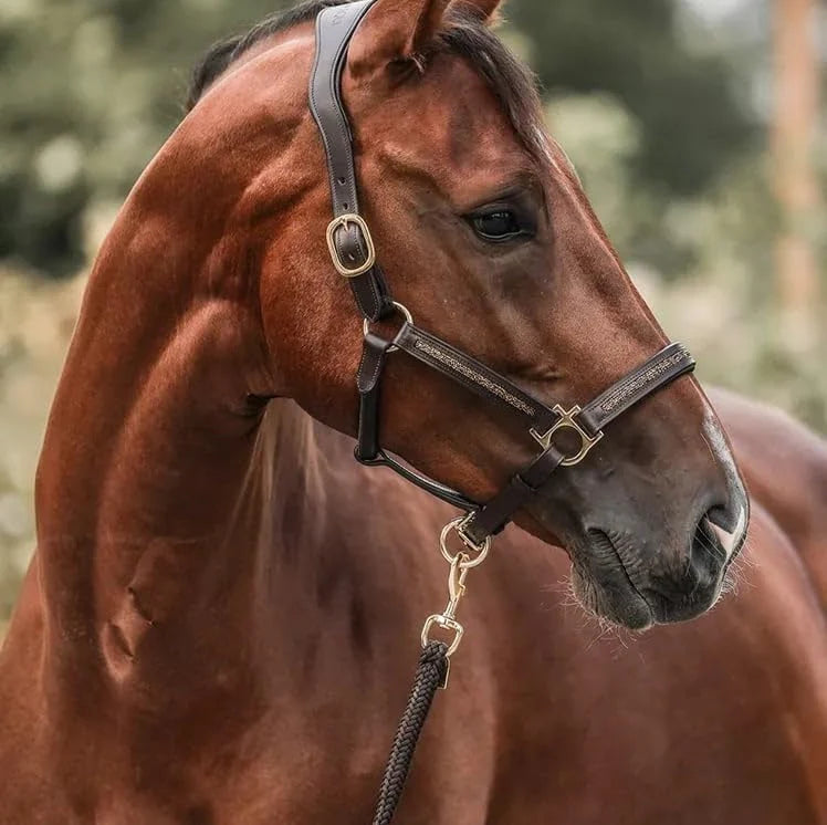 Advent Calendar Horse-Themed 24 Daily Surprises & Grooming Accessories