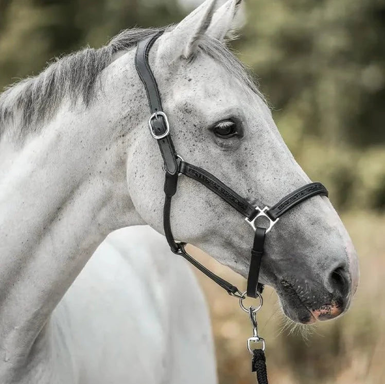 Advent Calendar Horse-Themed 24 Daily Surprises & Grooming Accessories