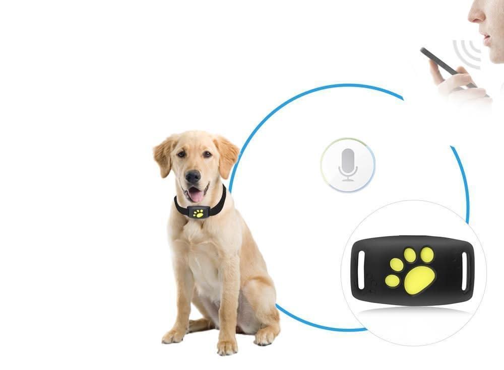 Cat GPS Tracker Real-Time Updates No Subscription