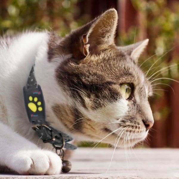 Cat GPS Tracker Real-Time Updates No Subscription