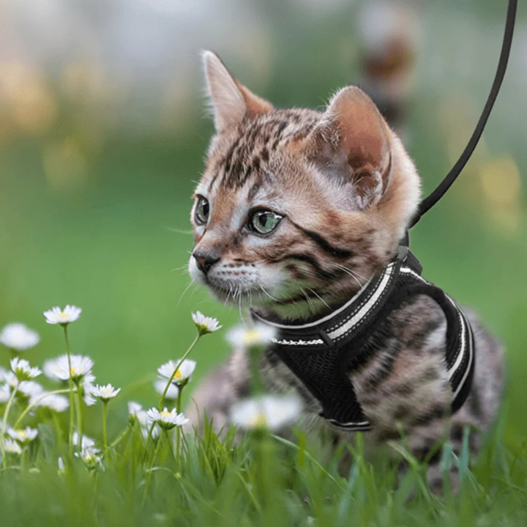Cat Harness Escape-Resistant Adjustable Reflective With Leash Included