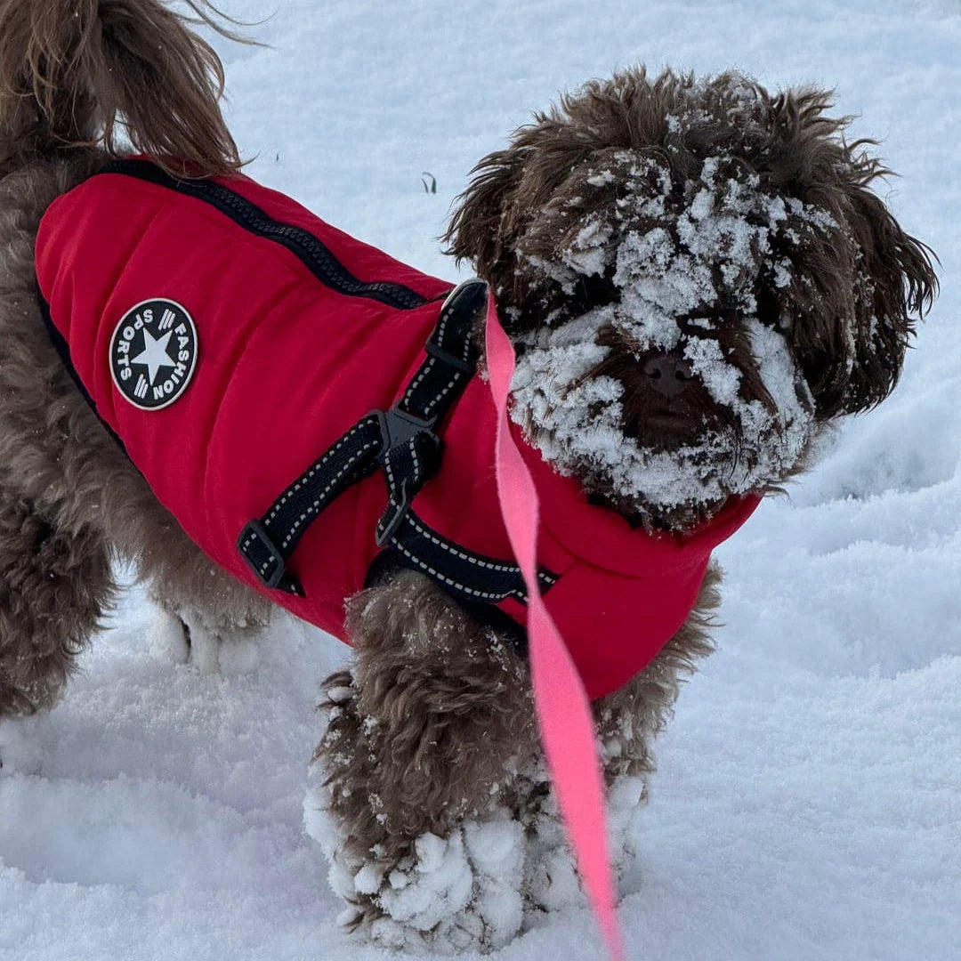 Dog Coat Padded Soft-Lined with Integrated Harness