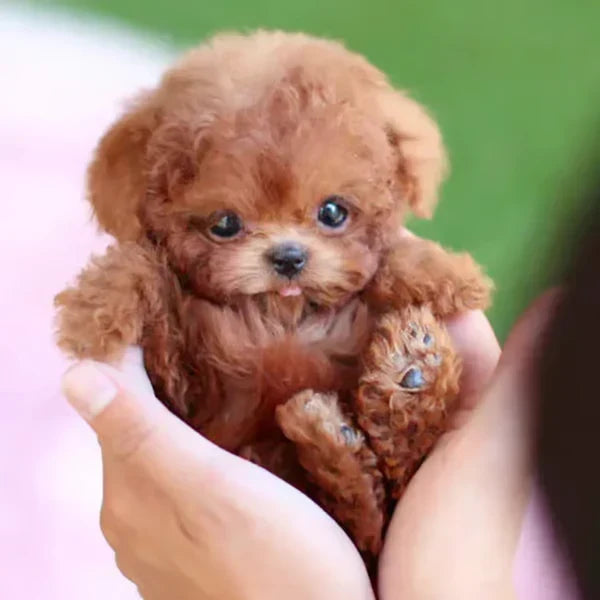 Robot Dog Toy Interactive Walking & Barking Synthetic Leather